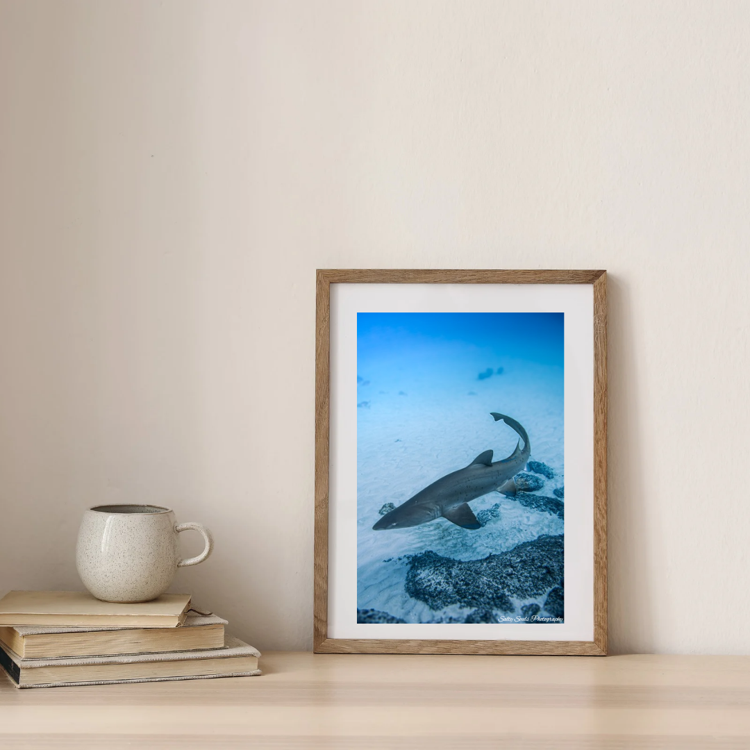 Shark Week Art Prints